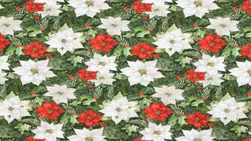 Cotton Christmas Fabric In Green With A Poinsettia Print - Just $6.95! Christina's Fabrics Online Superstore Shop now 